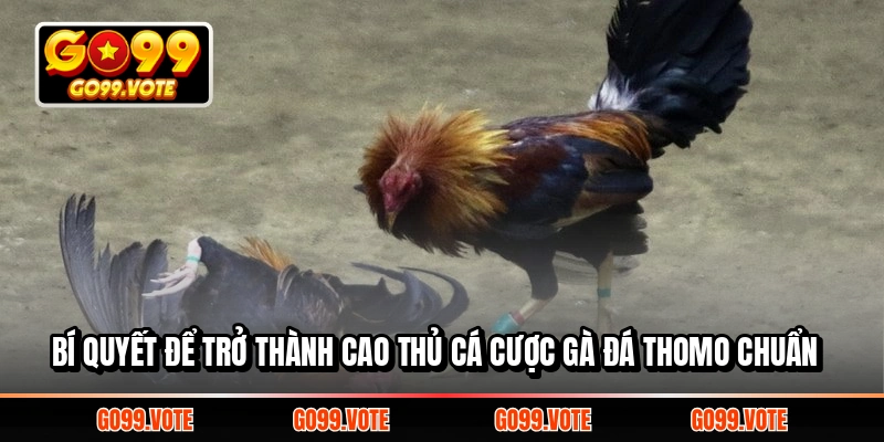 Bí quyết để trở thành cao thủ cá cược gà đá Thomo chuẩn