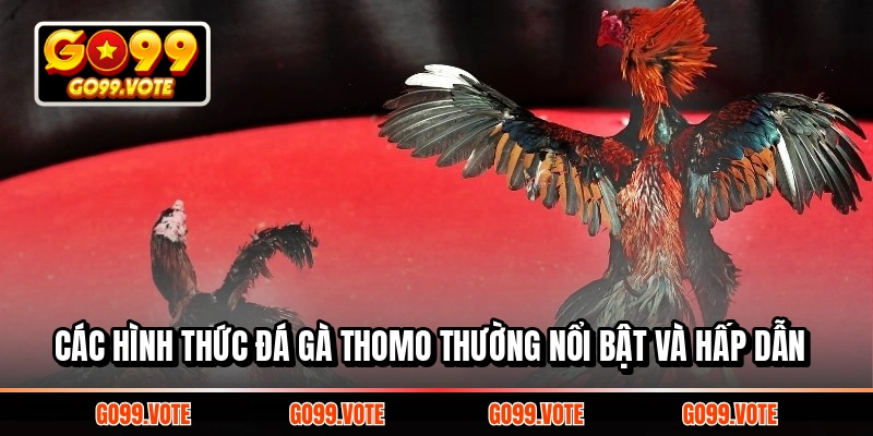 Các hình thức đá gà Thomo thường nổi bật và hấp dẫn