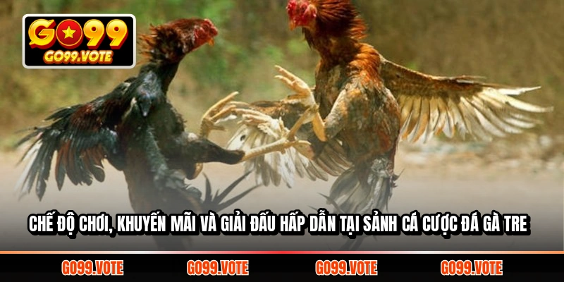 Chế độ chơi, khuyến mãi và giải đấu hấp dẫn tại sảnh Cá Cược Đá Gà Tre