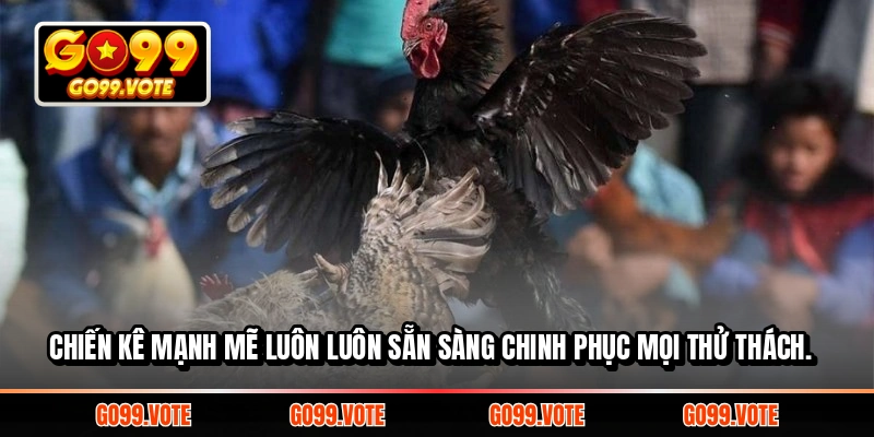 Chiến kê mạnh mẽ luôn luôn sẵn sàng chinh phục mọi thử thách