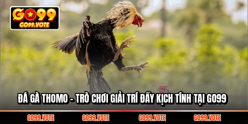 Đá gà Thomo - Trò chơi giải trí đầy kịch tính tại Go99