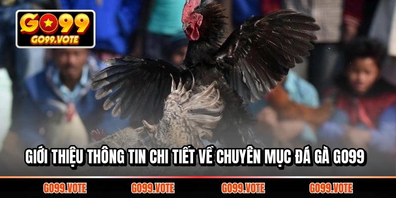 Đá gà Go99 được yêu thích