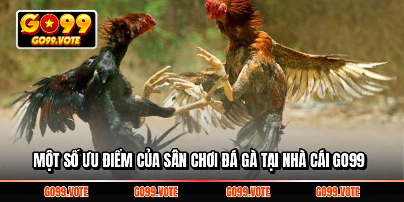 Ưu điểm nổi trội của sân chơi đá gà tại nhà cái Go99