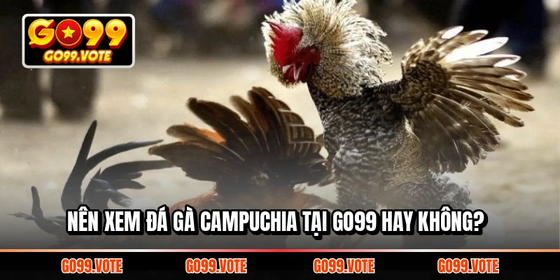 Nên xem đá gà Campuchia tại Go99 hay không?