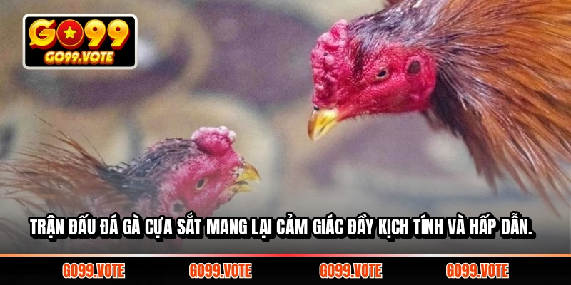 Trận đấu đá gà cựa sắt mang lại cảm giác đầy kịch tính và hấp dẫn